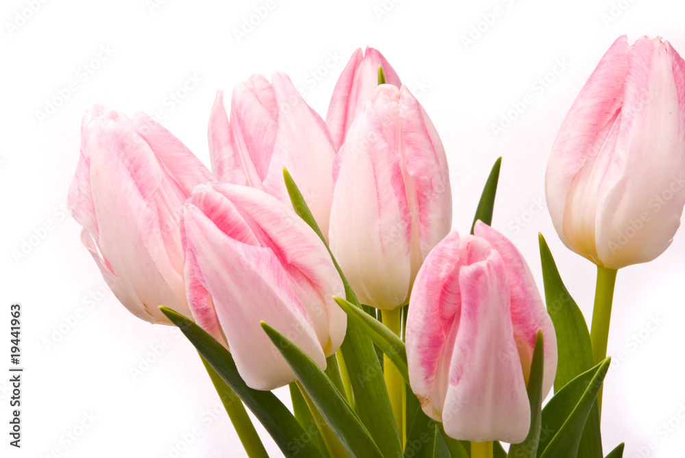 Fototapeta premium Różowe tulipany na białym tle