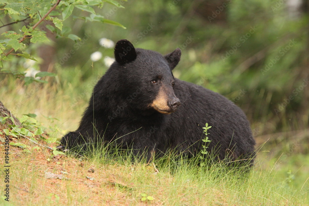 Obraz premium Black Bear resting