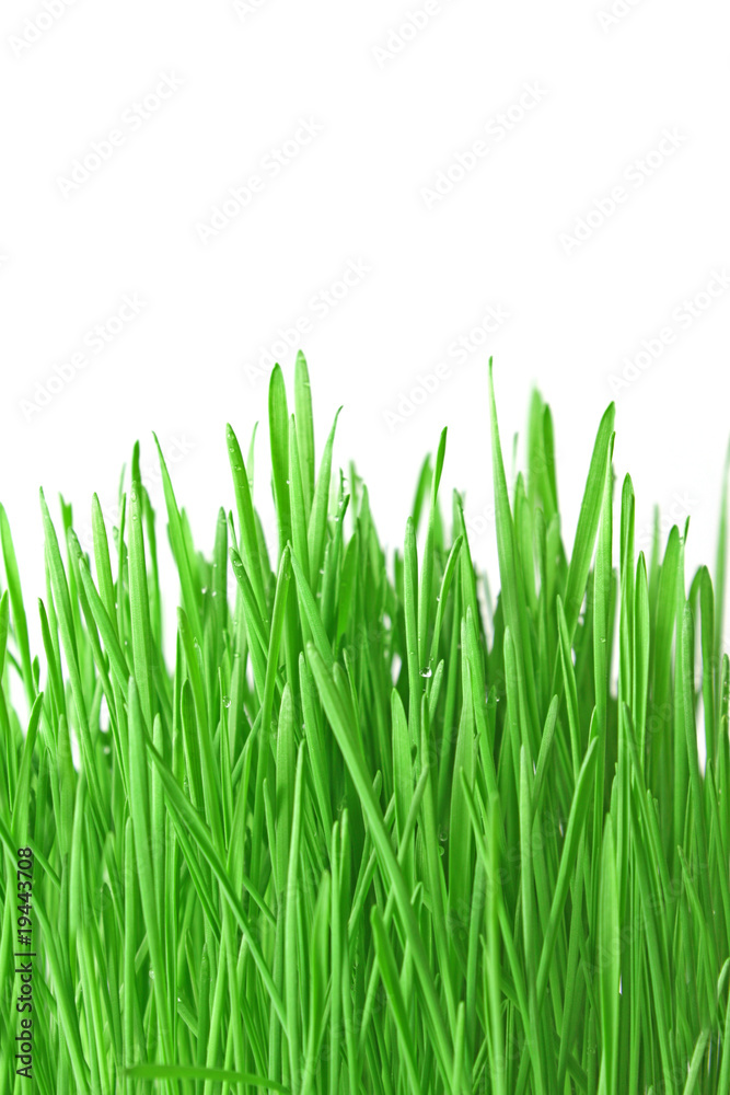 green grass isolated on white green grass isolated on white