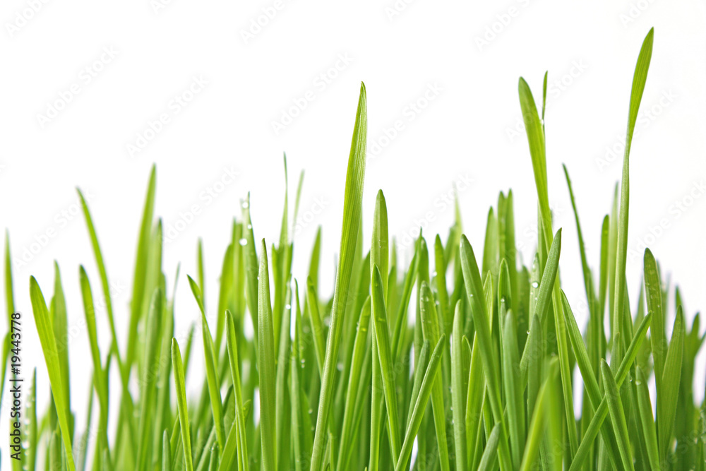green grass isolated on white green grass isolated on white