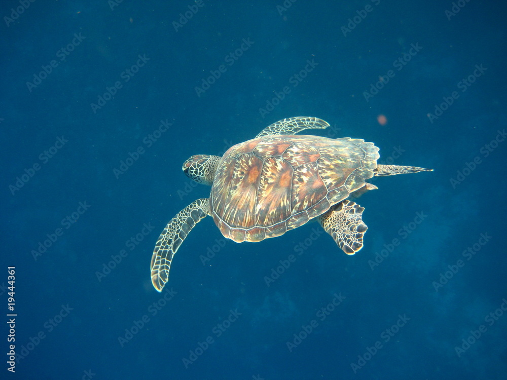 Schildkröte