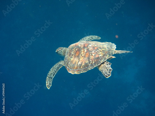 Obraz na płótnie Schildkröte w salonie