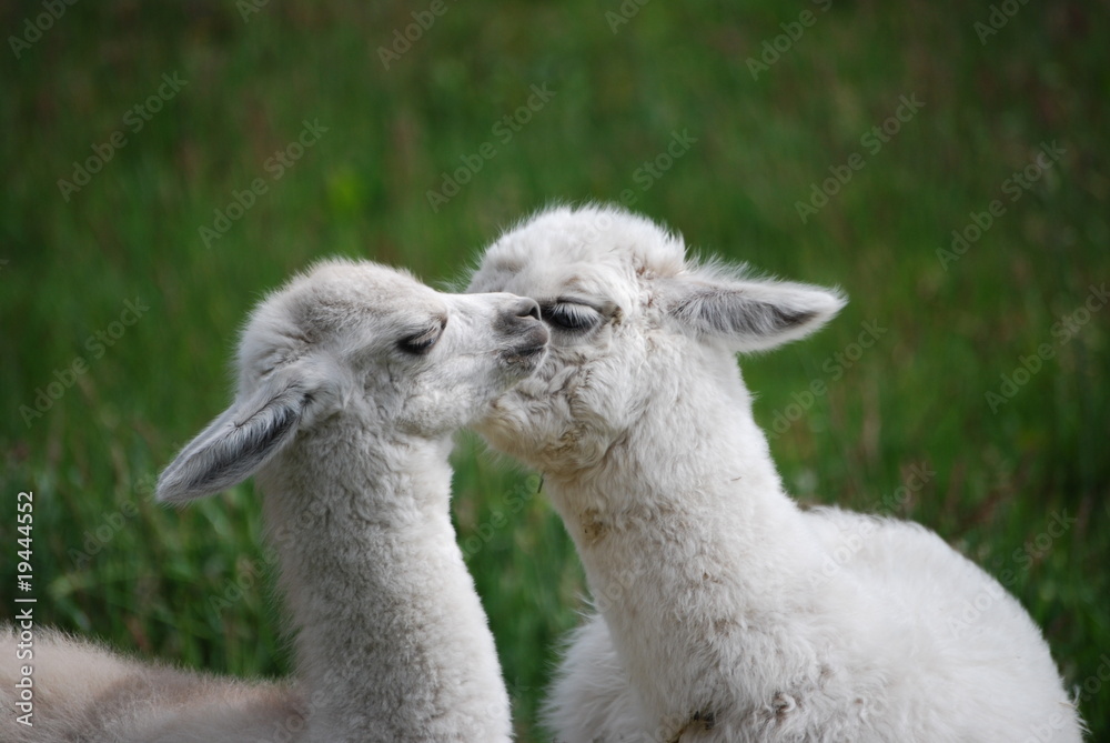Two Baby Llamas