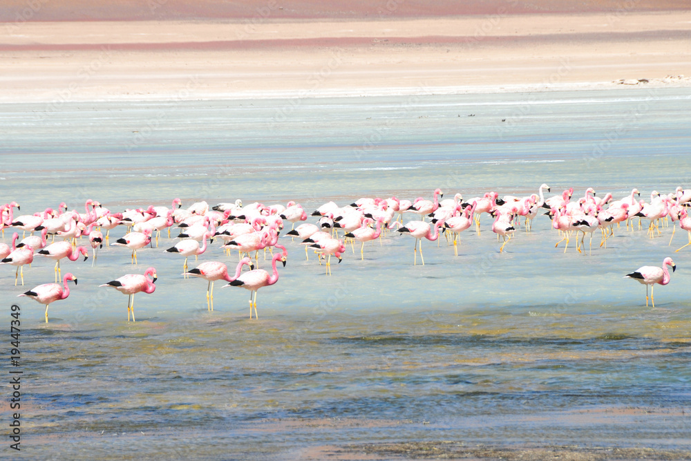 Fototapeta premium Flamants roses