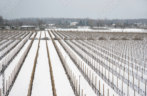 vigna innevata photo