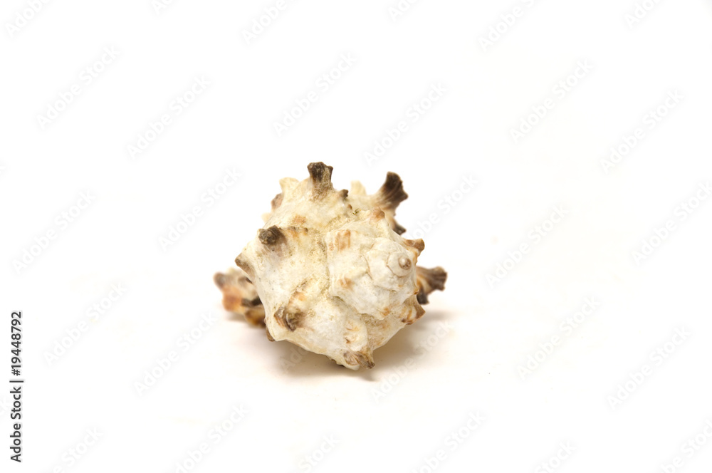 Muscheln Muscheln