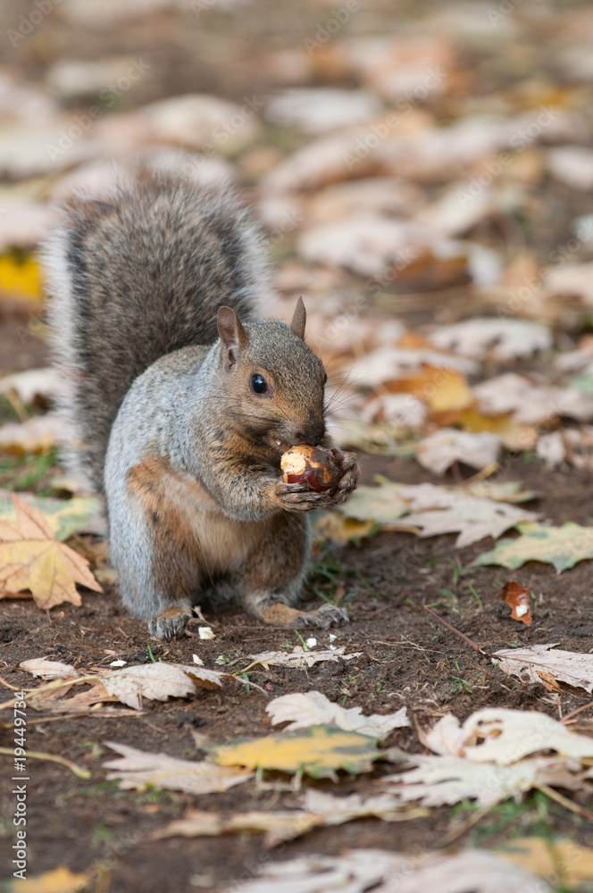 squirrel squirrel