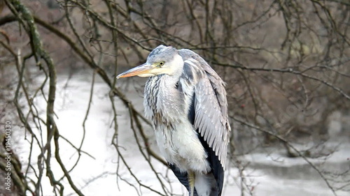 Heron near a lake
