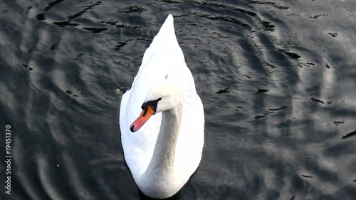 Swimming swan