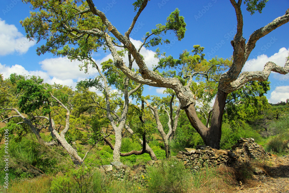 Fototapeta premium Korkeiche - cork oak 36