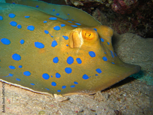 Blaupunktrochen