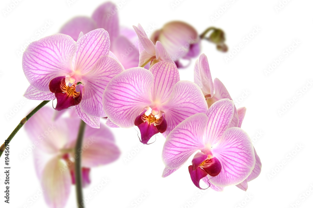 Orchideen 11 Orchideen 11