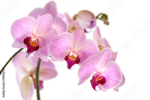 Orchideen 11
