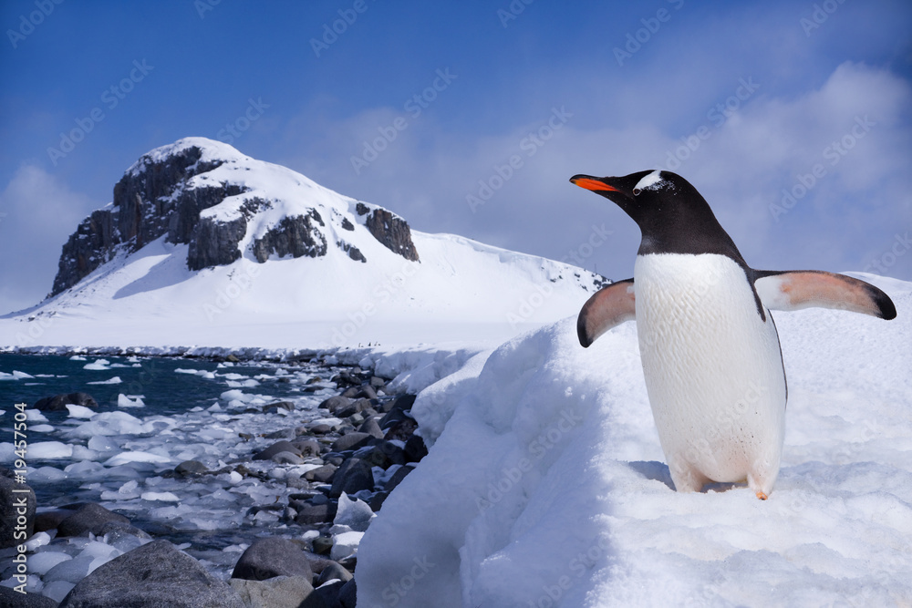 Fototapeta premium Penguin at the end of earth in Antarctica
