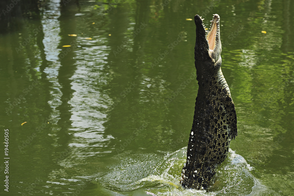 Naklejka premium Jumping Saltie