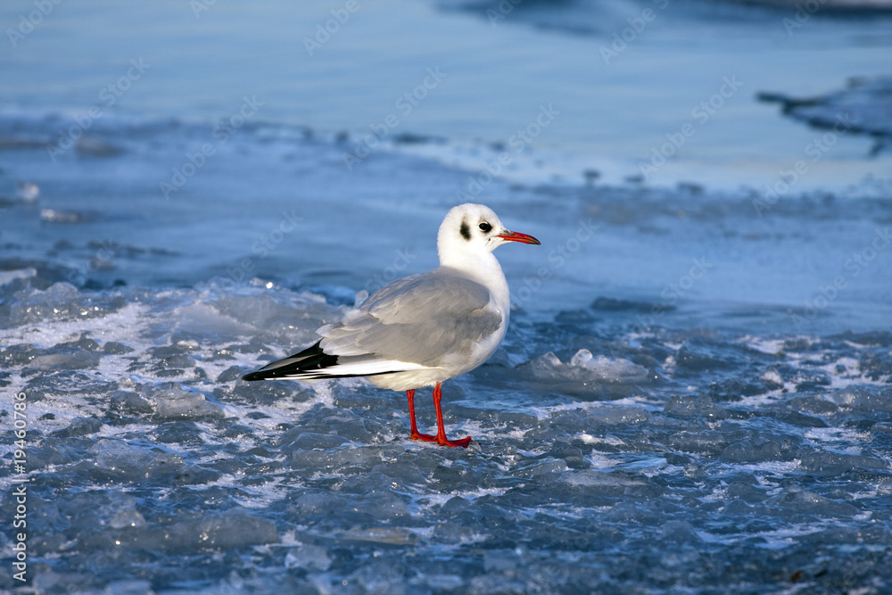 Sea Gull Standing On The Ice