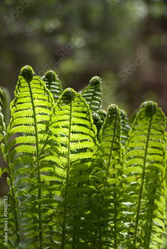 Fern