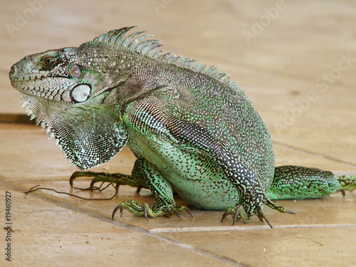 Iguane