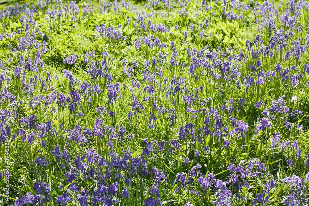 Fototapeta premium Bluebells