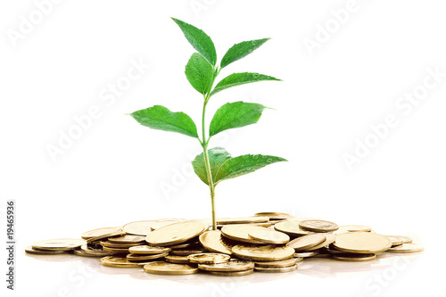 Gold Coins and plant isolated on white background.