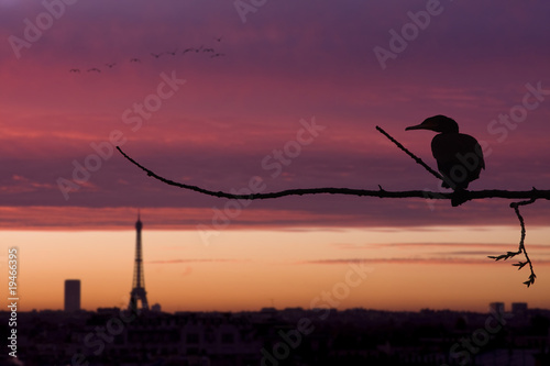 nature ville urbain espèce menacée oiseau partage regard polluti photo