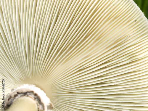 underside gills of mushroom fungi texture