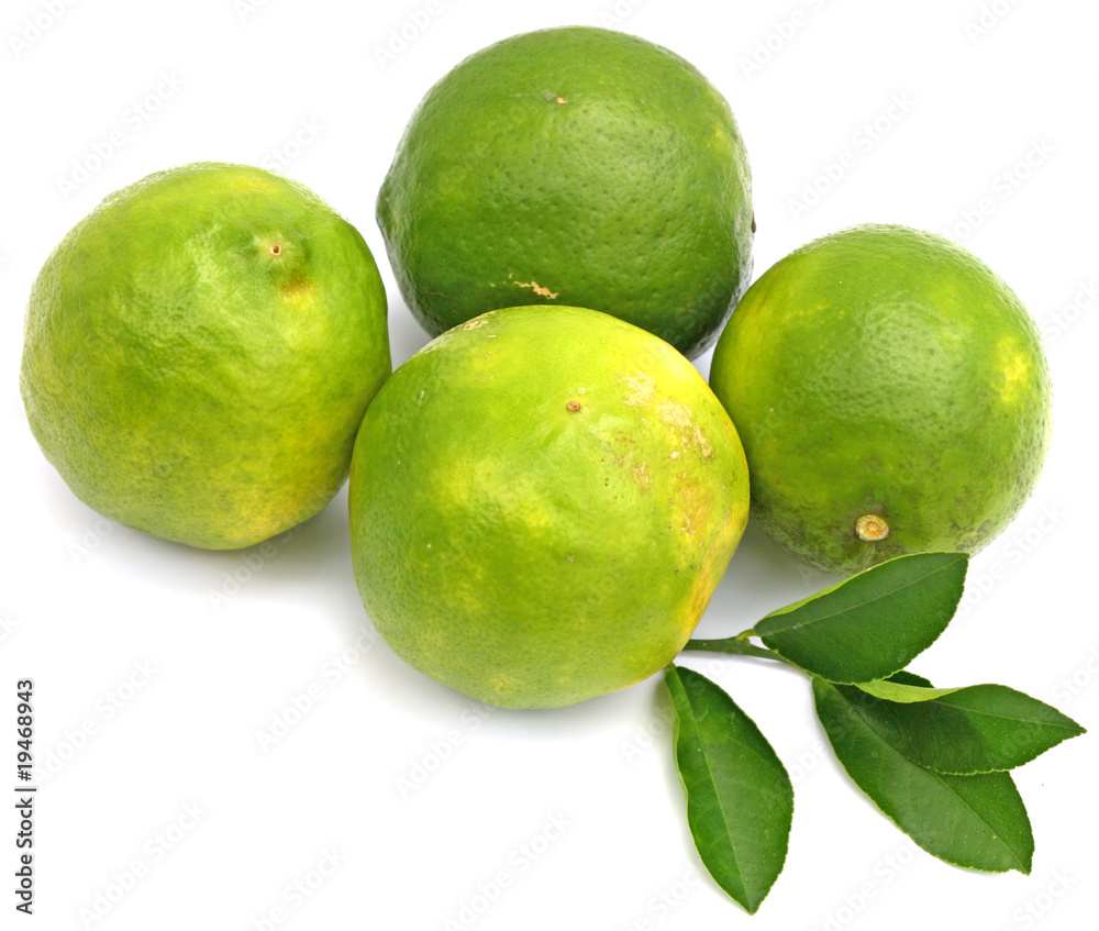 citrons verts bio fond blanc citrons verts bio fond blanc