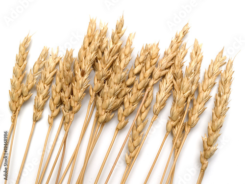 close up of wheat photo