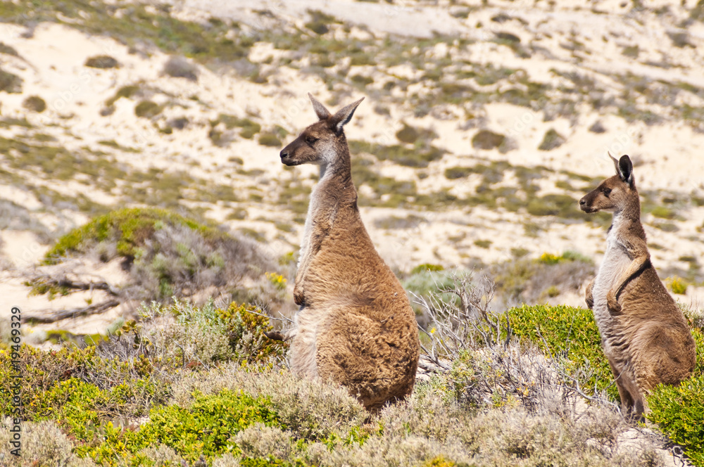 Couple of wild kangaroos in nature Couple of wild kangaroos in nature
