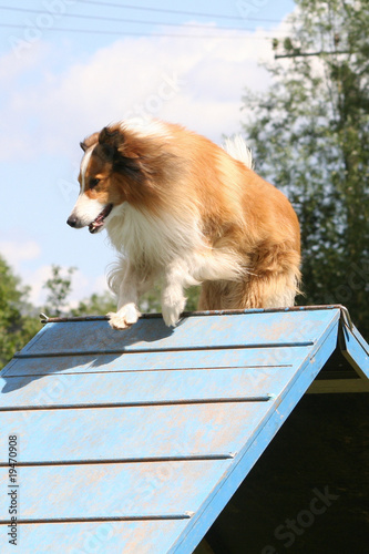 Collie beim Agility photo