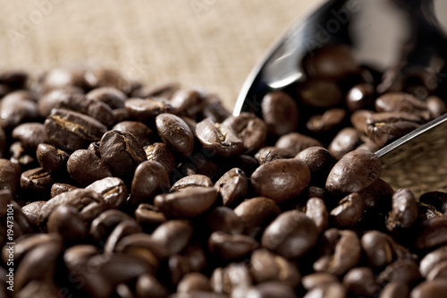 gros plan sur grains de café
