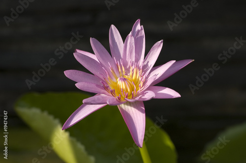 Pink lotus with a dark background
