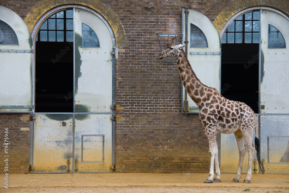 Fototapeta premium Giraffe