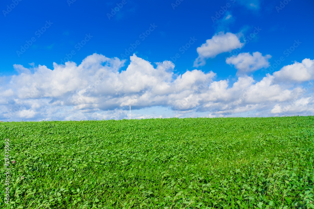 Naklejka premium field landscape