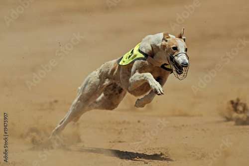 Photo Sprinting greyhound