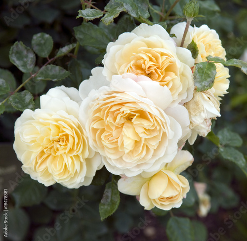 Strauchrose; Crocus Rose