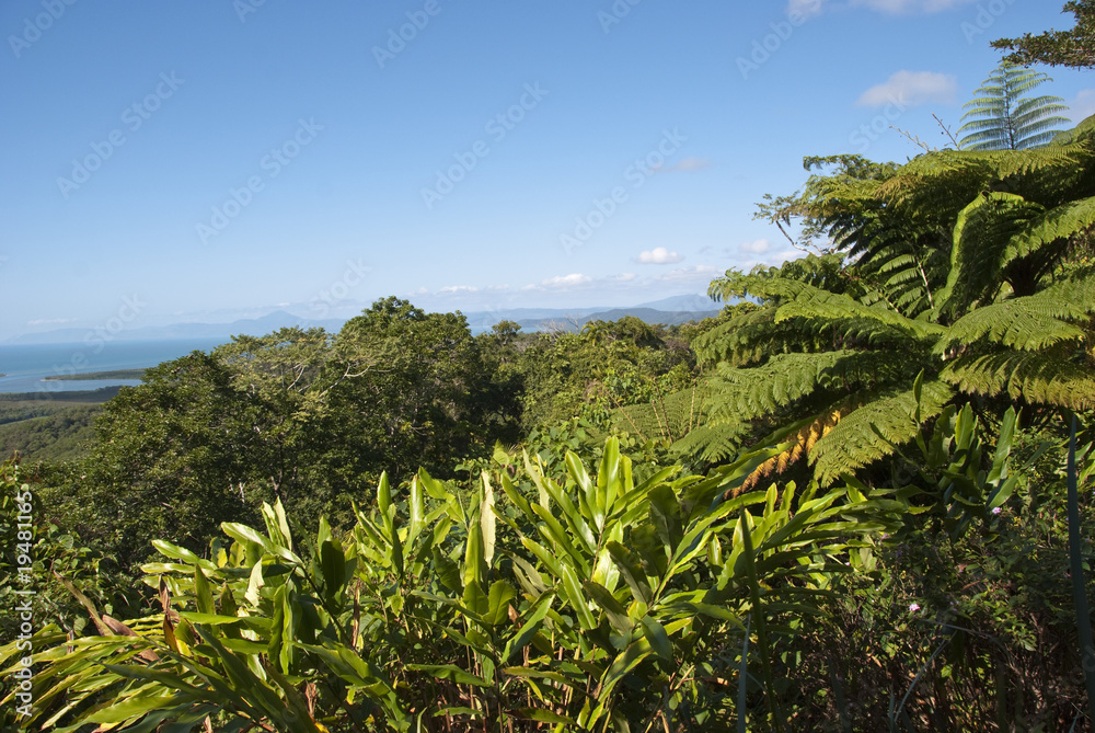 Fototapeta premium Detail of Daintree National Park, Queensland, Australia