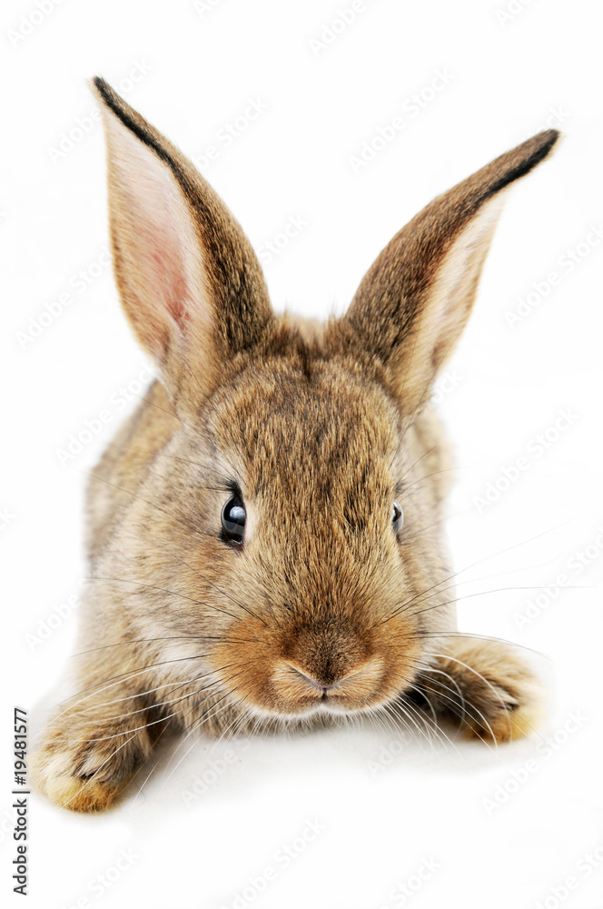 Brown baby bunny isolated on white background