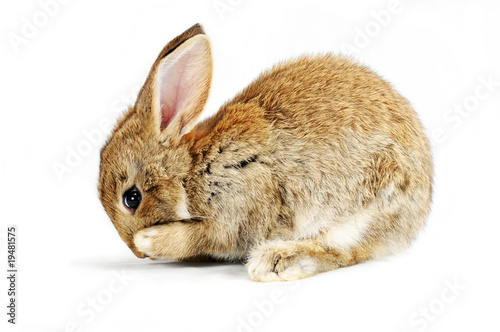 Brown baby bunny isolated on white background