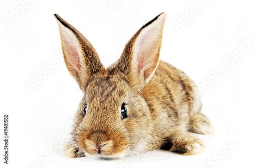 Brown baby bunny isolated on white background