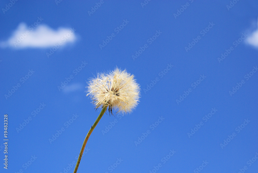 Bocksbart - Western Salsify 10 Bocksbart - Western Salsify 10