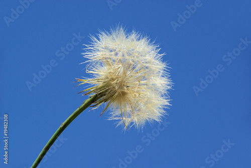 Bocksbart - Western Salsify 07