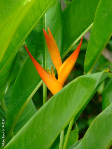 Fleurs - Balisier