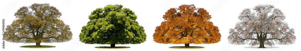 Fototapeta premium Jahreszeiten und Baum