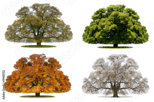 Baum und Jahreszeit