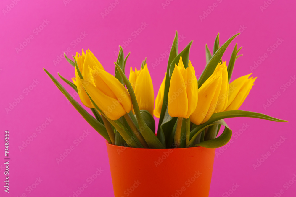 Obraz premium Yellow tulips on pink