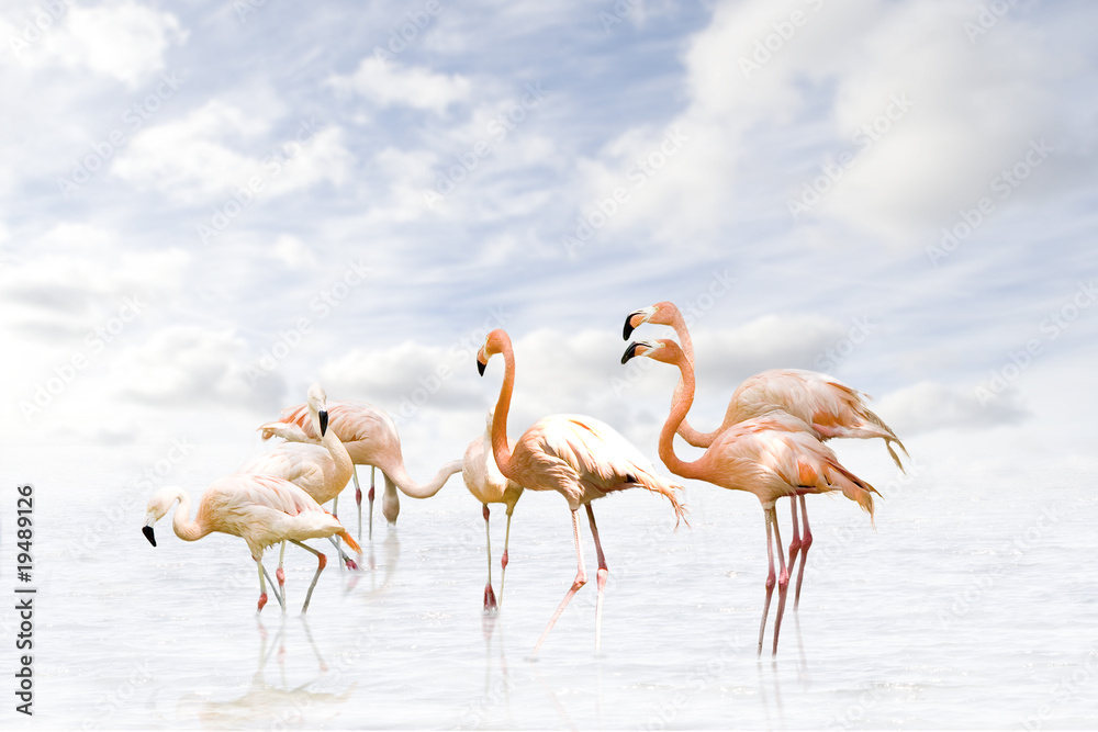 Obraz premium Flamingo wd382