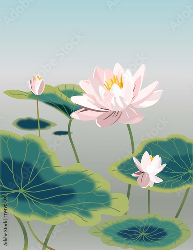 Water lily