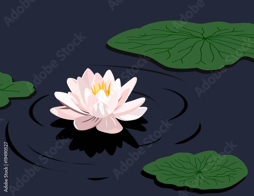 Water lily