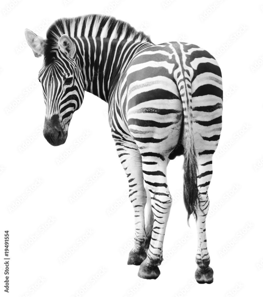 Naklejka premium Zoo pojedyncze zebra burchell na białym tle